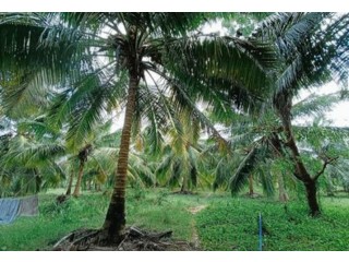 The Coconut Land for Sale